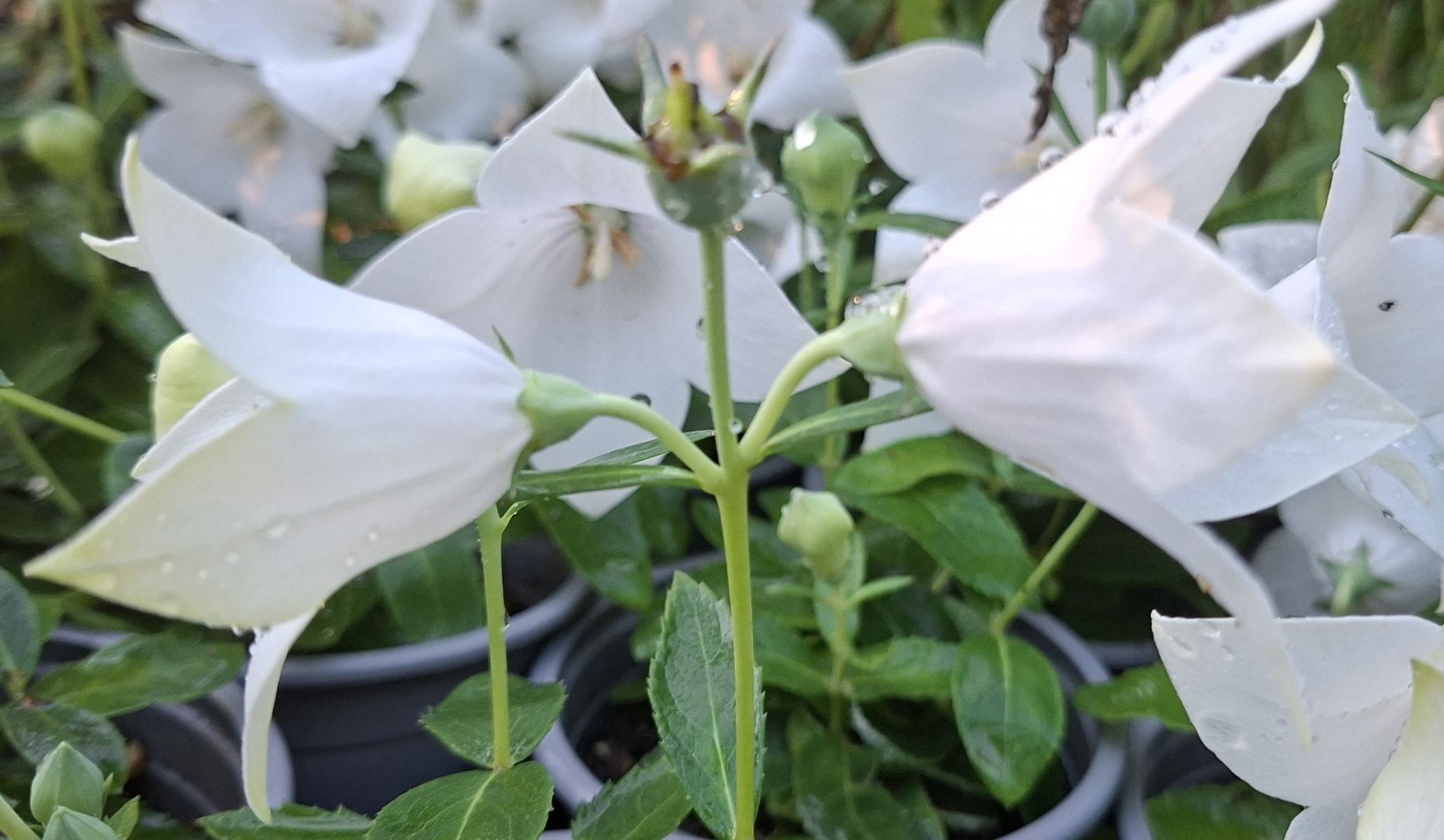 Platycodon grandiflorus Pop Star White (4) Înflorire abundentă de Platycodon grandiflorus Pop Star White