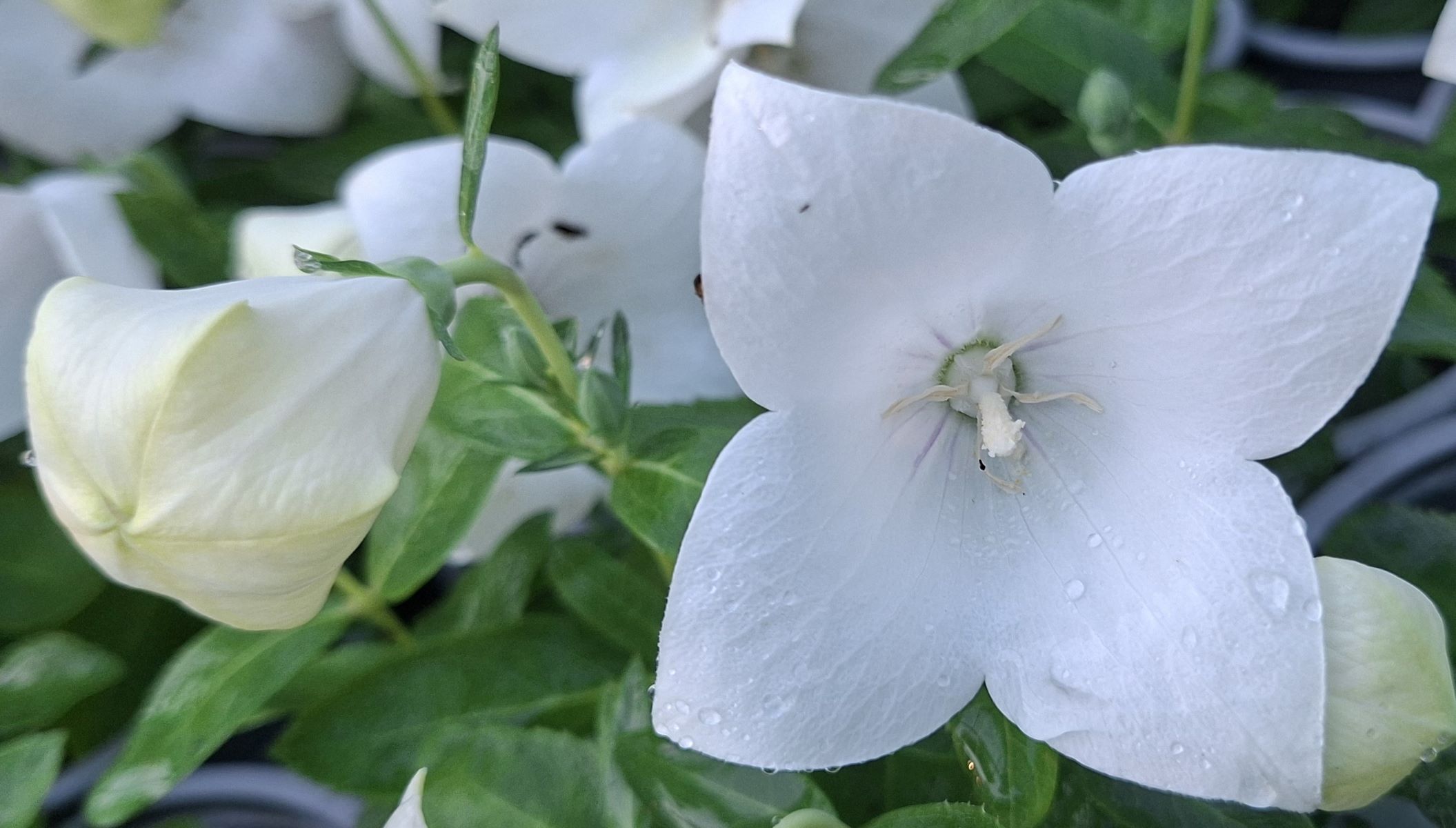 Platycodon grandiflorus Pop Star White (5) Boboc şi floare albă, cu 4 petale, de Platycodon grandiflorus Pop Star White