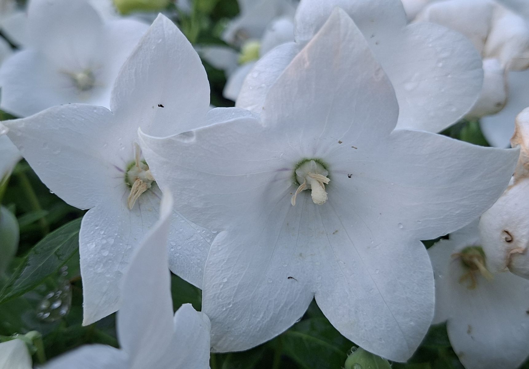 Platycodon grandiflorus Pop Star White (6) Flori alb pur de Platycodon grandiflorus Pop Star White