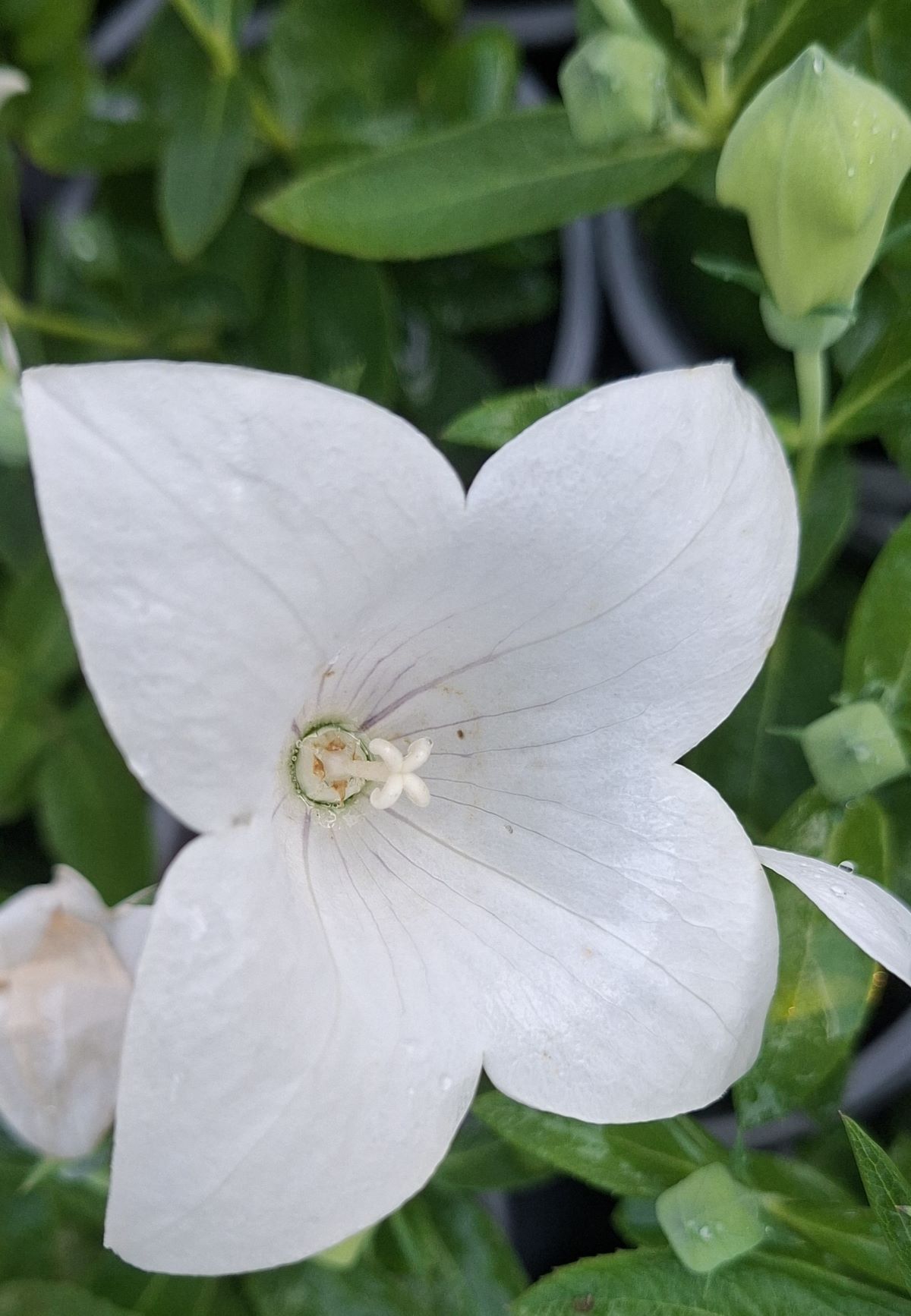 Platycodon grandiflorus Pop Star White (7) Detaliu al unei flori cu 4 petale de Platycodon grandiflorus Pop Star White