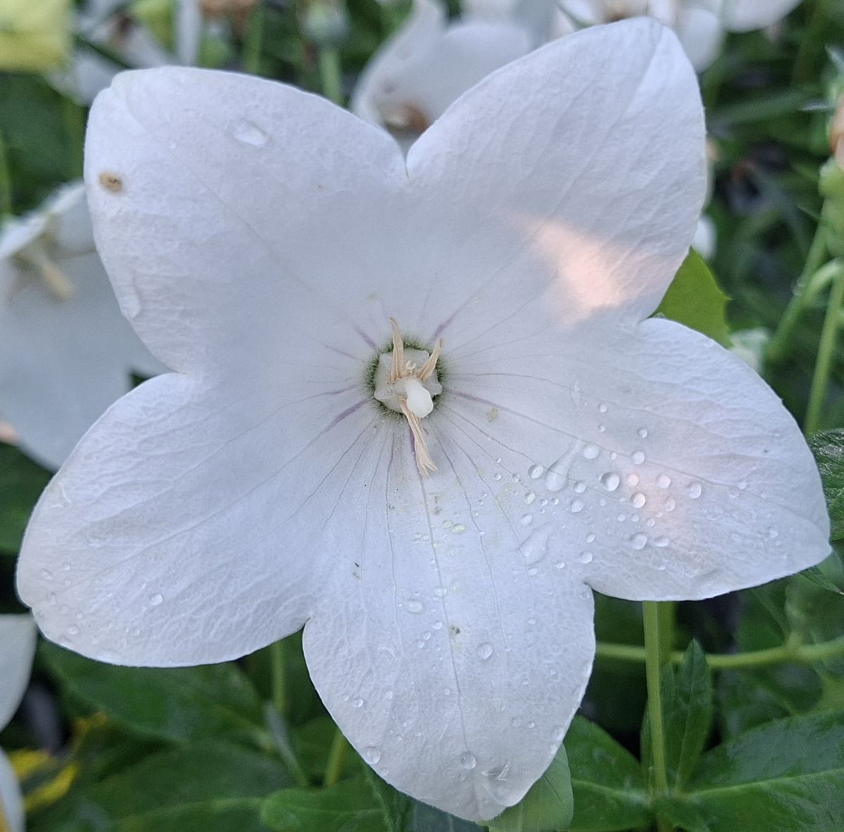 Platycodon grandiflorus Pop Star White (8) Detaliu al florilor de Platycodon grandiflorus Pop Star White