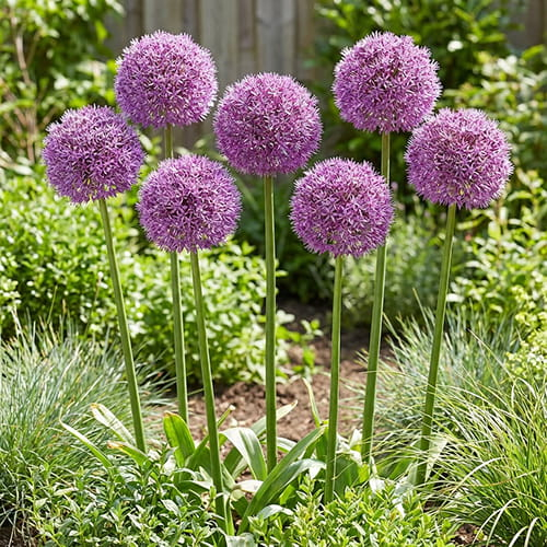Allium Party Balloons Inflorescențe rotunde roz-liliachiu de Allium Party Balloons