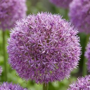 Sferă roz liliachie de Allium Party Balloons