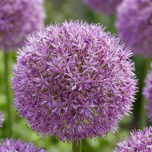 Allium Party Balloons1 Sferă roz liliachie de Allium Party Balloons