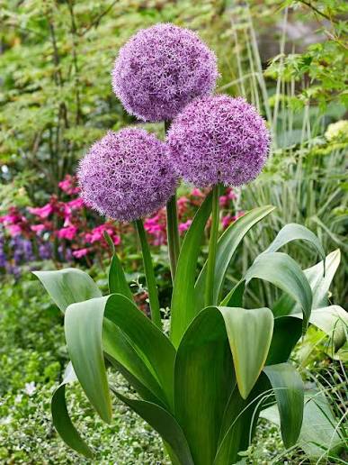 Allium Party Balloons2 Allium Party Balloons înflorit, cu inflorescențe sferice