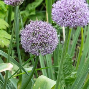 Allium Party Balloons înflorit în grădină