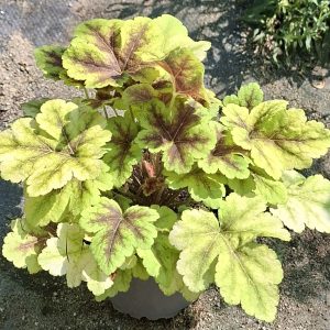 Heucherella Gold Zebra la ghiveci – plantă perenă viguroasă, gata de plantare, cu frunziș spectaculos galben-auriu și centru bordo, fotografiată de sus pe fundal de pânză de mulcire în pepinieră.