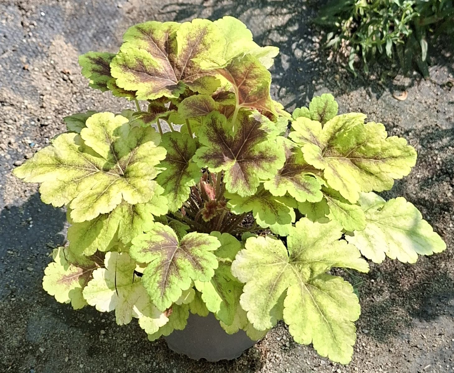 Heucherella Gold Zebra (12) Heucherella Gold Zebra la ghiveci – plantă perenă viguroasă, gata de plantare, cu frunziș spectaculos galben-auriu și centru bordo, fotografiată de sus pe fundal de pânză de mulcire în pepinieră.