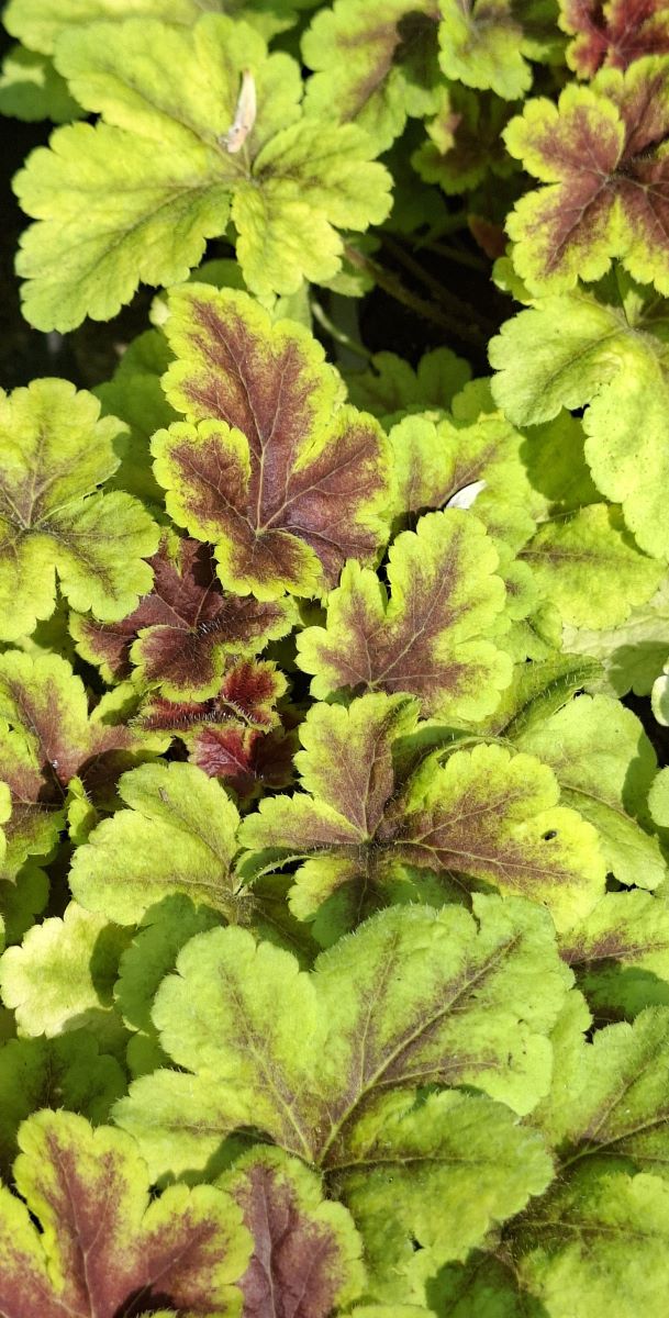 Heucherella Gold Zebra (13) Heucherella Gold Zebra –