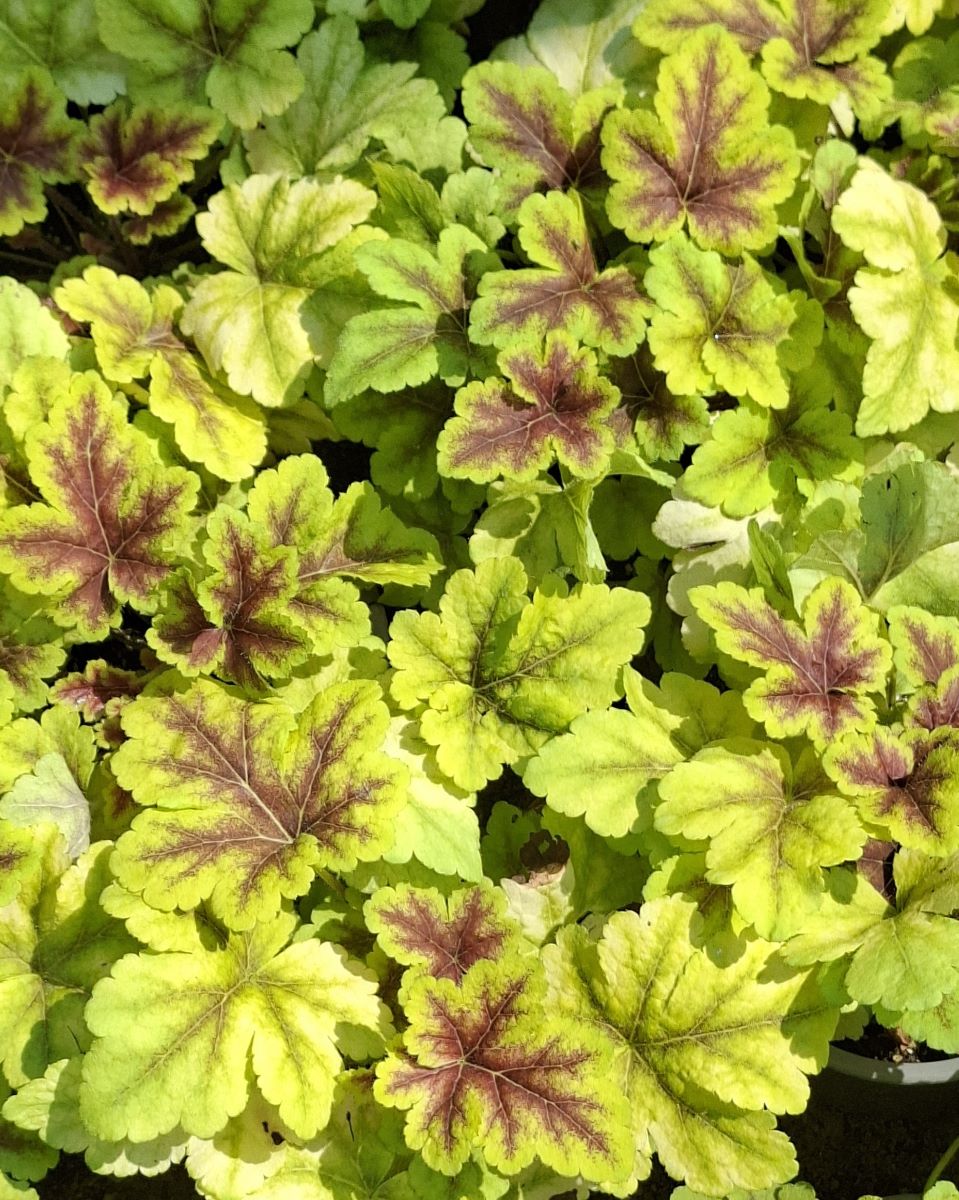 Heucherella Gold Zebra (15) Câmp de Heucherella Gold Zebra – vedere de sus a unei culturi dense de plante perene cu frunziș colorat, creând un efect vizual compact de covor galben cu nuanțe roșiatice în pepinieră.