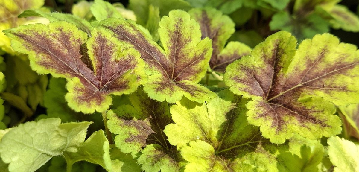 Heucherella Gold Zebra (2) Frunziș Heucherella Gold Zebra – prim-plan unghiular evidențiind marginea fin dințată și textura reliefată a frunzelor galben-aurii marcate de un model central bordo vibrant.