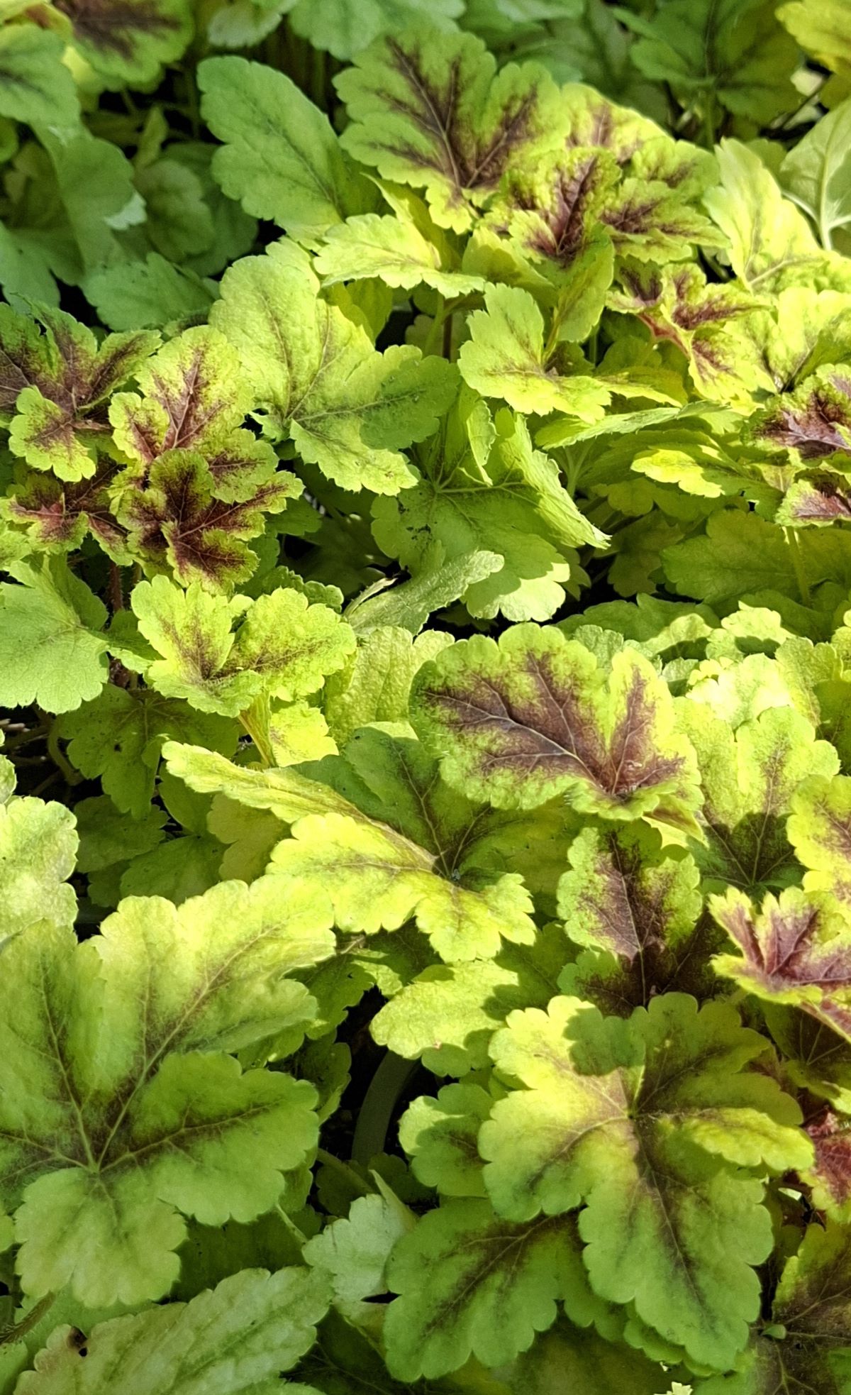 Heucherella Gold Zebra (3) Heucherella Gold Zebra – vedere de ansamblu a unei tufe dense de perene de semiumbră cu frunziș luminos galben-verzui și centru purpuriu, surprinsă în lumină naturală puternică.