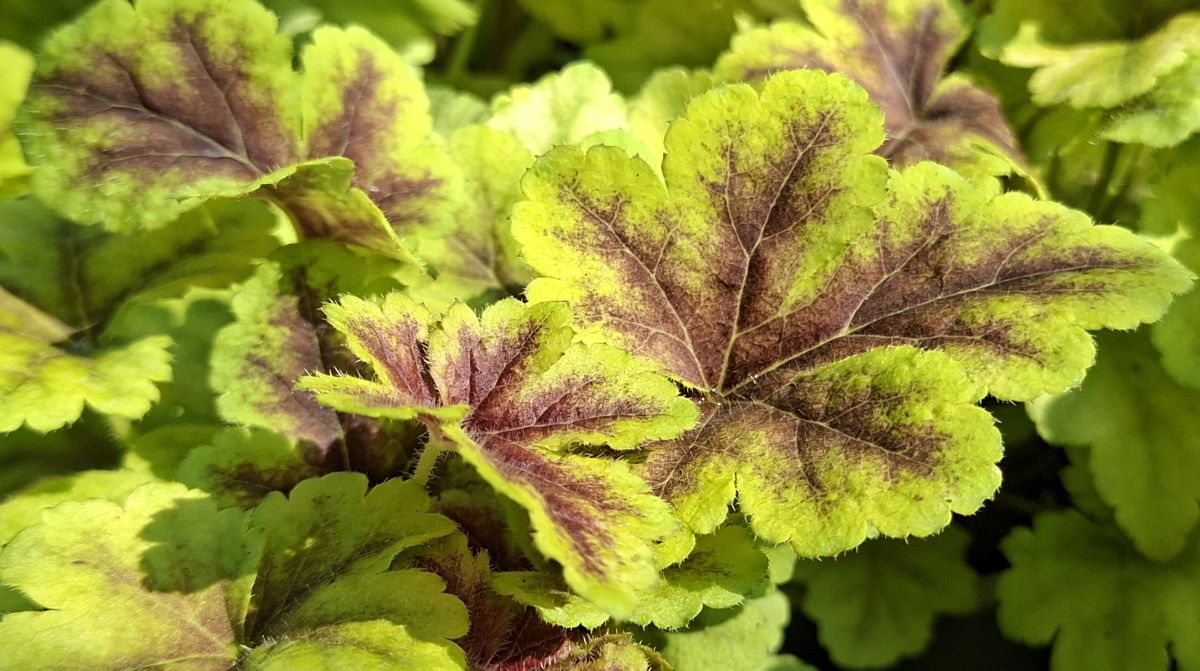 Heucherella Gold Zebra (4) Macro frunză Heucherella Gold Zebra – prim-plan extrem evidențiind nervurile centrale bordo care se ramifică spre marginea galben-aurie profund lobată a unei frunze texturate.
