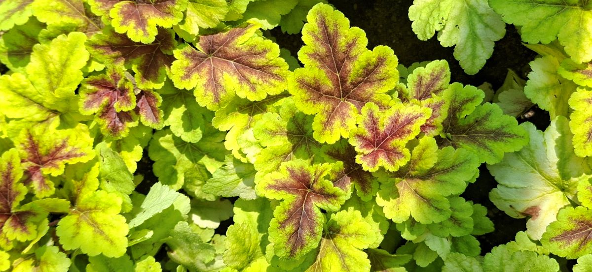Heucherella Gold Zebra (5) Textură frunziș Heucherella Gold Zebra – vedere macro de sus a unui grup compact de frunze cu margini zimțate și colorit contrastant galben-lămâie cu desen stacojiu pe nervuri.