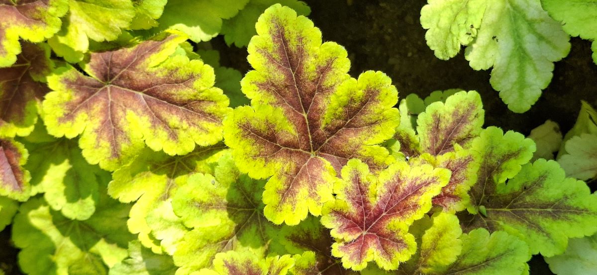 Heucherella Gold Zebra (6) Prim-plan Heucherella Gold Zebra – detaliu central al unei frunze mature cu formă profund lobată, evidențiind modelul cromatic intens bordo-roșiatic pe fond galben-auriu.