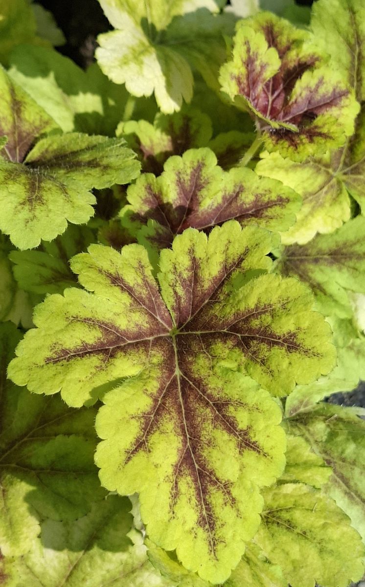 Heucherella Gold Zebra (8) Frunză texturată Heucherella Gold Zebra – macro prim-plan cu o frunză profund lobată, reliefând textura ușor pufoasă și desenul central bordo pronunțat pe fond galben-lămâie luminos.