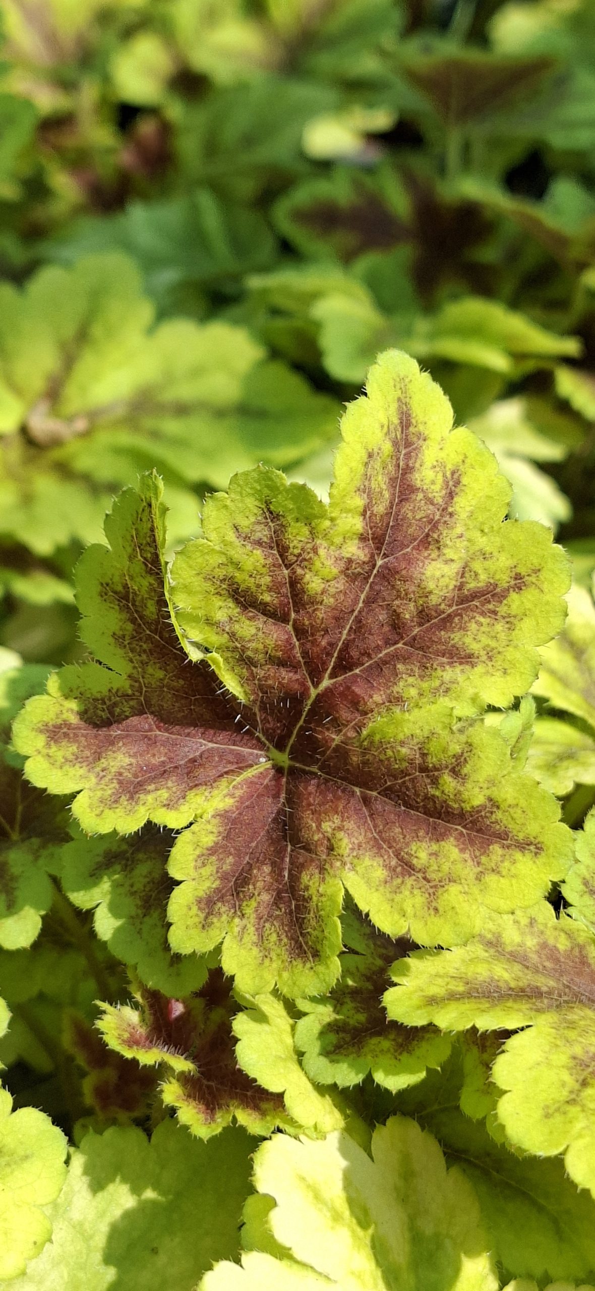 Heucherella Gold Zebra (9) Detaliu cromatic Heucherella Gold Zebra – prim-plan macro axat pe contrastul vibrant dintre centrul purpuriu-stacojiu și marginea luminoasă galben-aurie a unei frunze tinere.