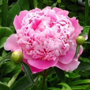 Floare de bujor Paeonia Monsieur Jules Elie roz-trandafiriu cu reflexe argintii