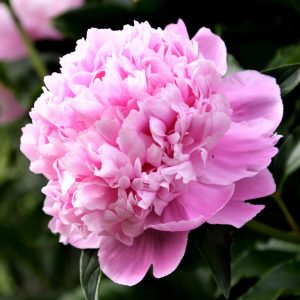 Bujor parfumat Paeonia Monsieur Jules Elie floare mare, roz, cu multiple petale dense